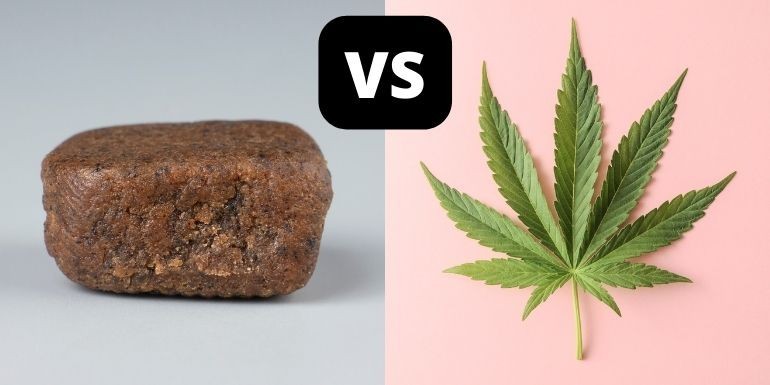 Diferencia entre hachís y marihuana: todo lo que necesitas saber