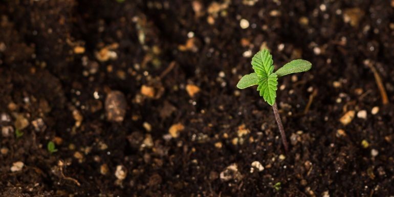 Cómo hacer abono natural para plantas de marihuana: Guía paso a paso