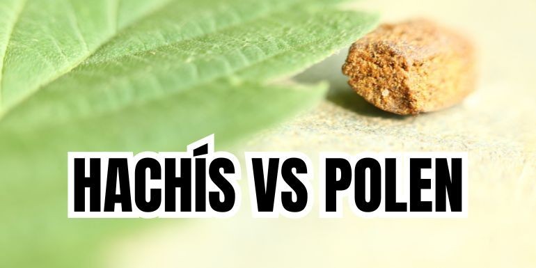 Diferencias entre hachís y polen: Guía clara y concisa