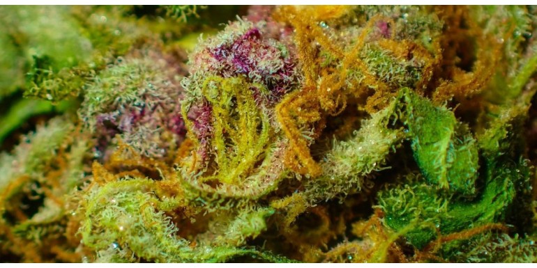 Aromas de cannabis para extracciones