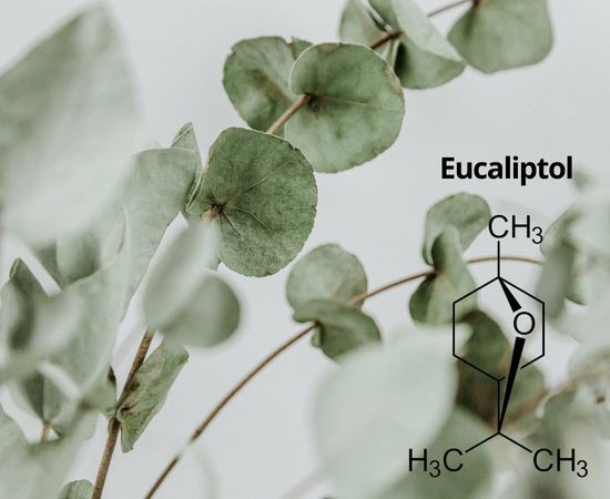 eucaliptol